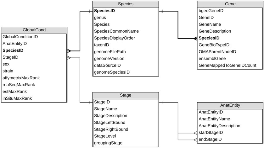 A relational database from the gene expression database [Bgee](https://bgee.org/). Several tables are linked via the identifier **SpeciesID**. Figure taken from @sima2019.